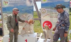 Av köpekleri mera yarışması düzenlendi