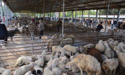 Uşak'ın Banaz ilçesinde kapatılan hayvan pazarı tekrar açıldı