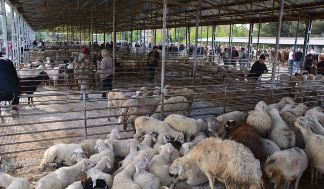 Uşak'ın Banaz ilçesinde kapatılan hayvan pazarı tekrar açıldı